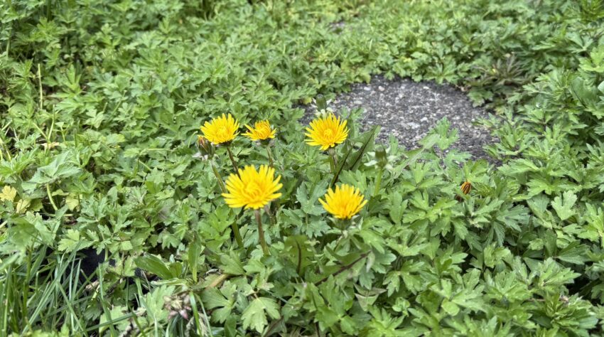 Dandelions blooming among weeds in a garden